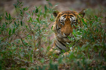 Close-up portrait of a male tiger intensely looking from behind java plum plants at Ranthambhore