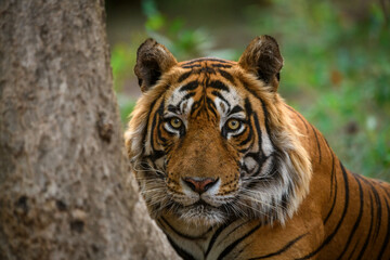 Portrait of a male tiger looking intensely from behind a tree at Ranthambhore
