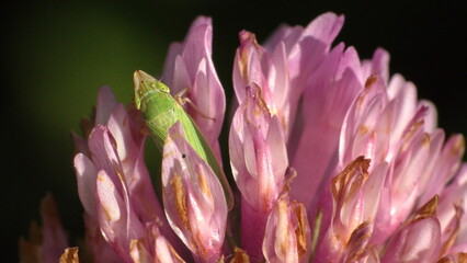 Obraz premium Green leafhopper on a pink clover flower in a field in Cotacachi, Ecuador