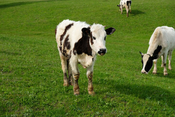 Young white spotted cow grazes on a summer juicy green meadow