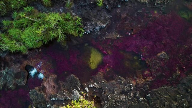 River of seven colors Caño Cristales flowing through a rainforest tropical forest in a rocky riverbed, Colombia