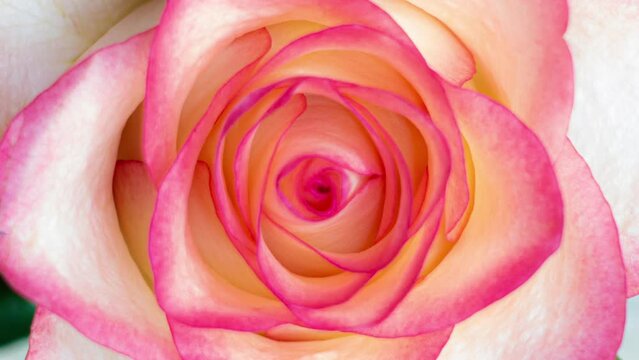 beautiful pink rose spin around the axis