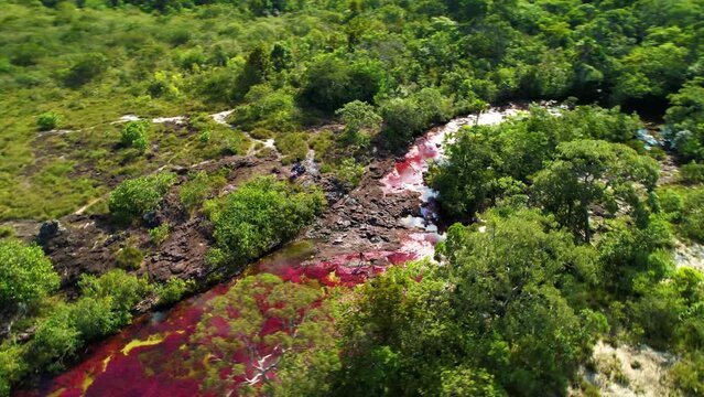 Caño Cristales river of seven colors with distinctive red algae in the water and reflections of sunlight on the surface, Colombian river located in the Sierra de la Macarena, in the province of Meta