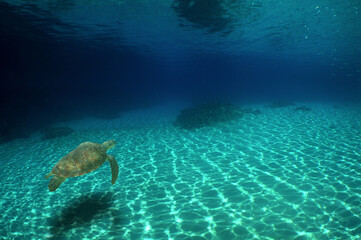 
diving and snorkeling in a coral reef in the Caribbean Sea,  turtles