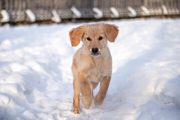 Cute golden retriever puppy playing in the snow