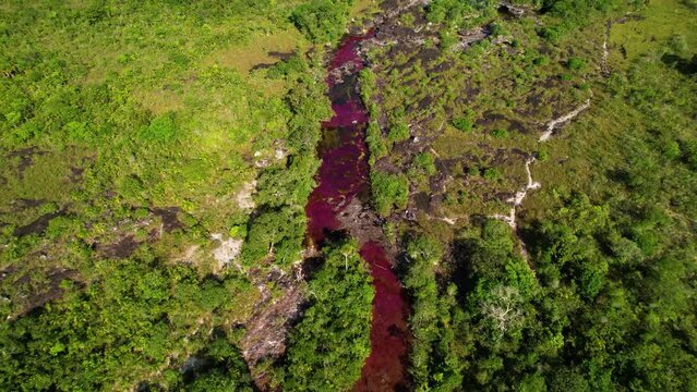 The colorful river of seven colors Ca&ntilde;o Cristales surrounded by trees and shrubs on a sunny day, Colombian river located in the Sierra de la Macarena, in the province of Meta
