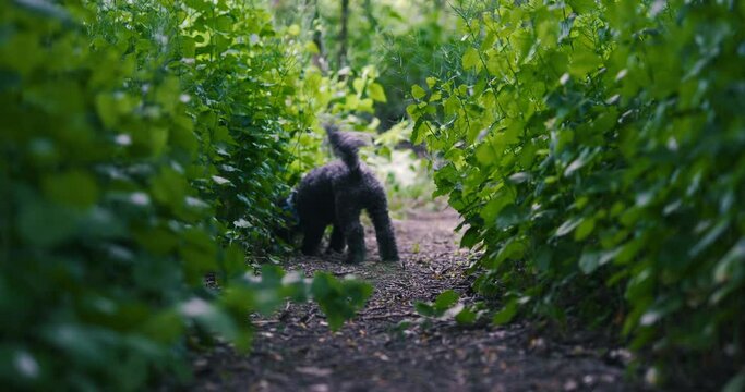 A bounding cockerpoo chases a stick down a lush green path with his tail wagging