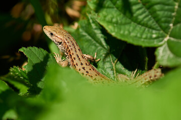 Zauneidechse Weibchen beim Sonnenbad
