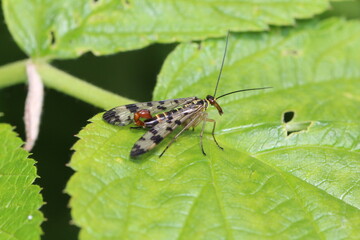 M&auml;nnchen der Skorpionfliege 
