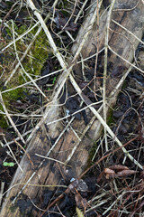 Old boards, overgrown with moss and dry grass, background location ruined wooden house. High quality photo