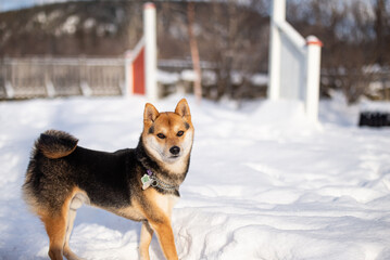 Shiba Inu Puppy playing outside in the snow on a sunny day