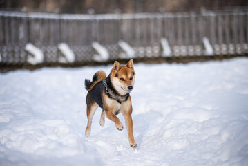 Shiba Inu Puppy playing outside in the snow on a sunny day
