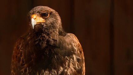 Parabuteo unicinctus, Harris's hawk, on a sunny summer day