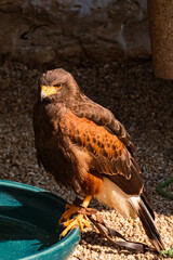 Parabuteo unicinctus, Harris's hawk, on a sunny summer day