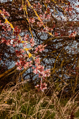 Prunus cerasifera, cherry plum, on a sunny day in summer
