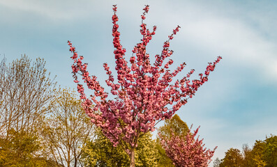 Prunus serrulata, Japanese flowering cherry, on a sunny day in summer