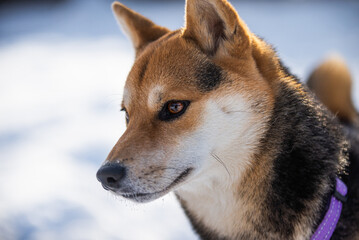 Shiba Inu Puppy playing outside in the snow on a sunny day