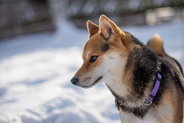 Shiba Inu Puppy playing outside in the snow on a sunny day