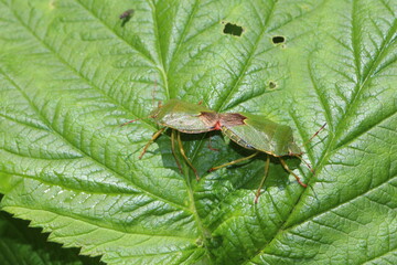 Paaring der Gr&uuml;ne Stinkwanze