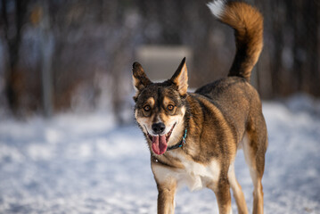 Beautiful husky germain shepherd mix dog playing outside