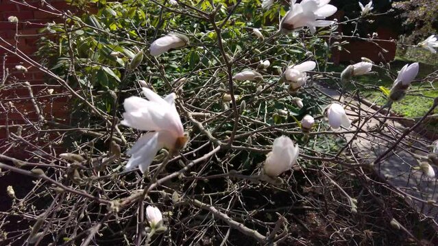 There are many white flowers in a tree in a garden. These flowers are very beautiful and enhance the natural beauty