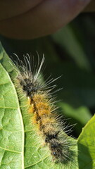 Furry caterpillar on a leaf in Cotacachi, Ecuador