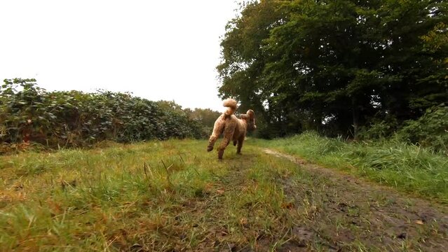 Action shot following a young playful labradoodle dog running fast over a muddy dirt road in a country neighborhood after rain. Fast camera action.
