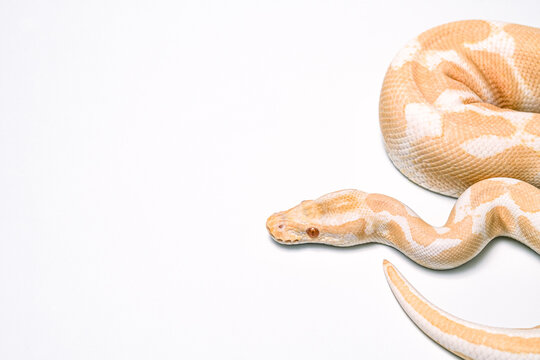 ball python on a brown wood color. Ball python (snake python regius) crawling on hand with selective focus and copy space, Background for exotic pets or animals and wildlife concept