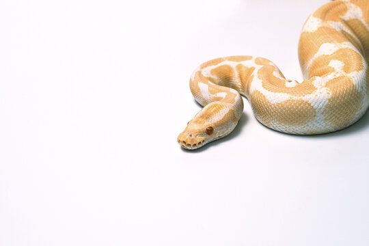 ball python on a brown wood color. Ball python (snake python regius) crawling on hand with selective focus and copy space, Background for exotic pets or animals and wildlife concept