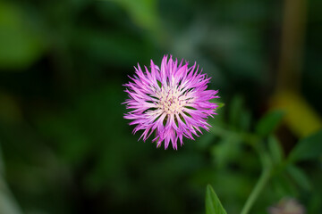 Diestel-Blüte