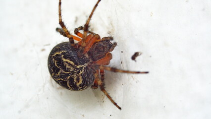 Funnel spider on a white wall in Cotacachi, Ecuador