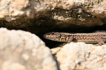 Wall Lizard at a wall, Wartberg, Heilbronn, Germany, Europe