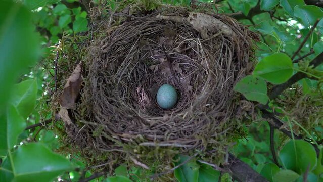 Nest of Blackbird with egg (Turdus merula) - (4K)