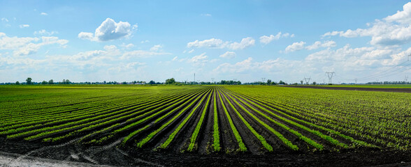 Agricultural cultivation of sugar beet
