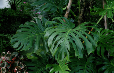 Green tropical leaves Monstera, palm, fern and ornamental plants garden background