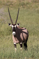 Gemsbok or South African Oryx in the Kgalagadi