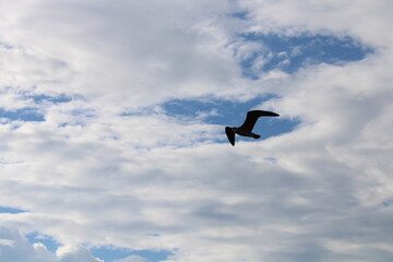seagull flying in the sky
