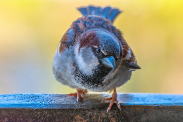 Sparrow on a fence
