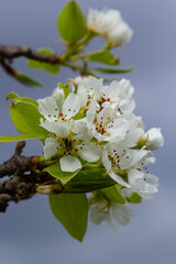 Pear blossom and spring season. Pear tree in bloom. Blurred background. Pear blossom in early spring