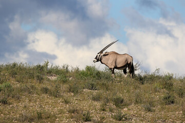 Gemsbok or South African Oryx in the Kgalagadi