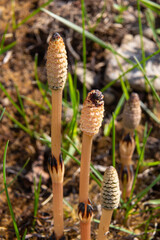 Equisetum arvense, the field horsetail or common horsetail, is an herbaceous perennial plant of the family Equisetaceae. Horsetail plant Equisetum arvense