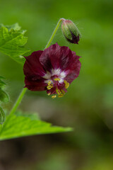In the wild in the spring forest Geranium phaeum blooms