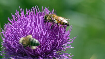 Honey bees on a scotch thistle flower in Cotacachi, Ecuador