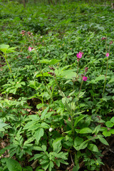 Red Campion, Silene dioica, growing wild on the banks of the River Wansbeck , Northumberland in the North East of England. A fully opened flower is shown next to unopened buds and blurred background