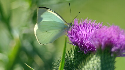 White cabbage butterfly on a Scotch thistle flower in Cotacachi, Ecuador