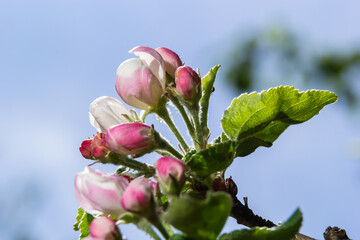 Fresh beautiful flowers of the apple tree blooming in the spring