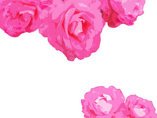 illustration of pink roses on a white background