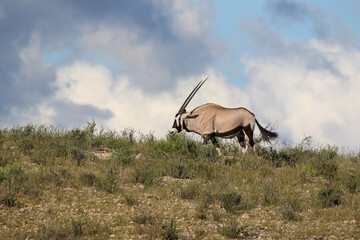 Gemsbok or South African Oryx in the Kgalagadi