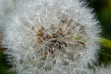 Obraz premium Common dandelion Taraxacum officinale faded flowers looks like snow ball, ripe cypselae fruits