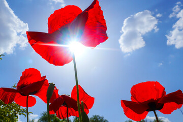 poppy flowers against blue sky